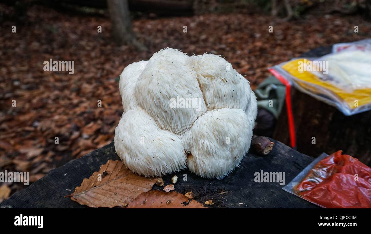 Wild Lion's Mane Mushroom Stock Photo - Alamy