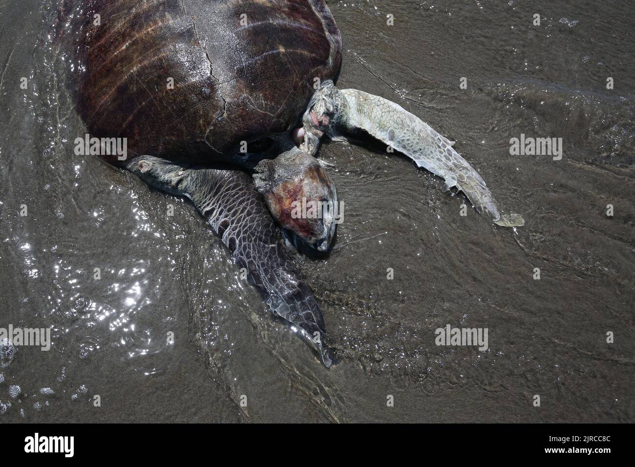 Puerto Arista, Mexico. 22nd Aug, 2022. A sea turtle lies dead in the(02)