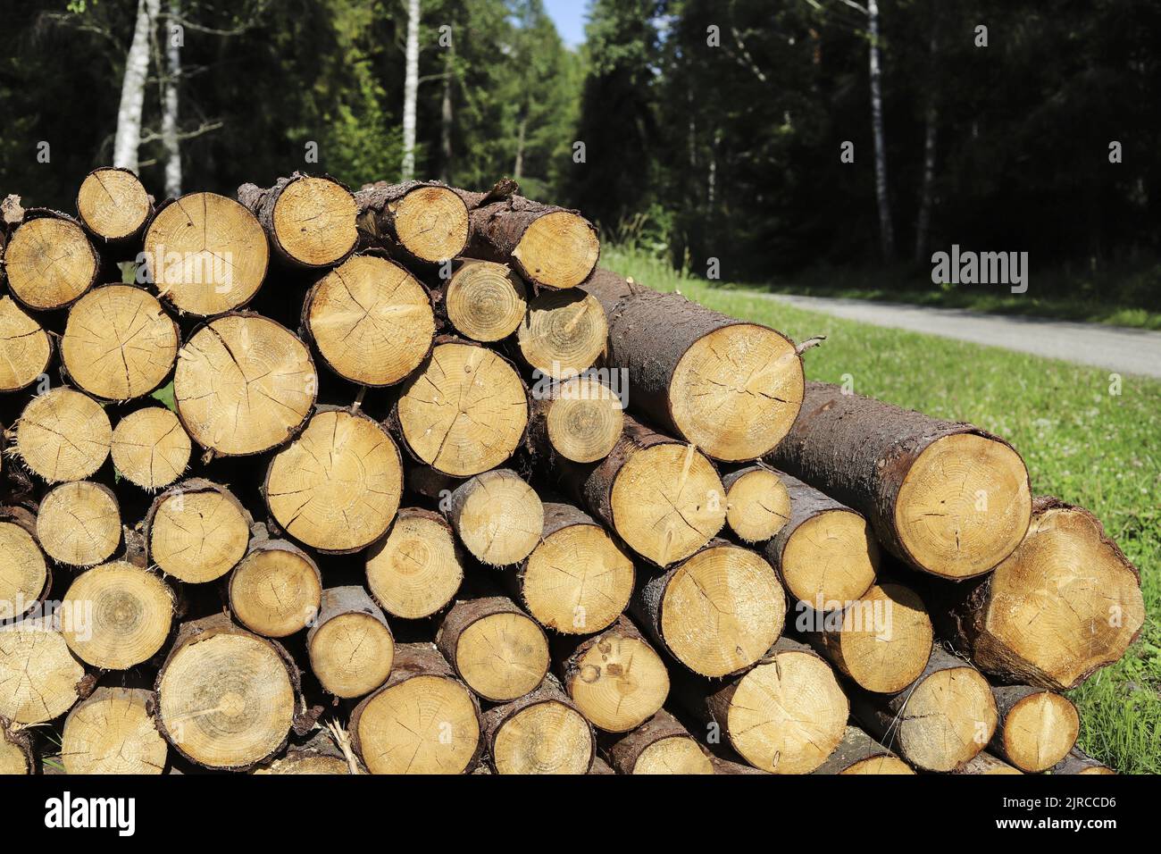 Tree trunks cut in the forest. Nature. Graphic resources Stock Photo