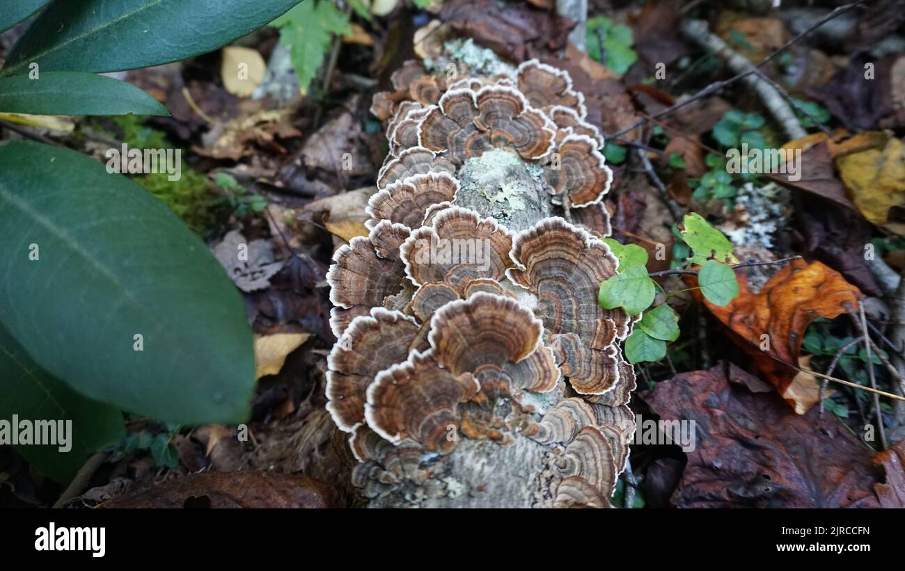 Turkey Tail Mushrooms. Foraging fungi in the forest Stock Photo