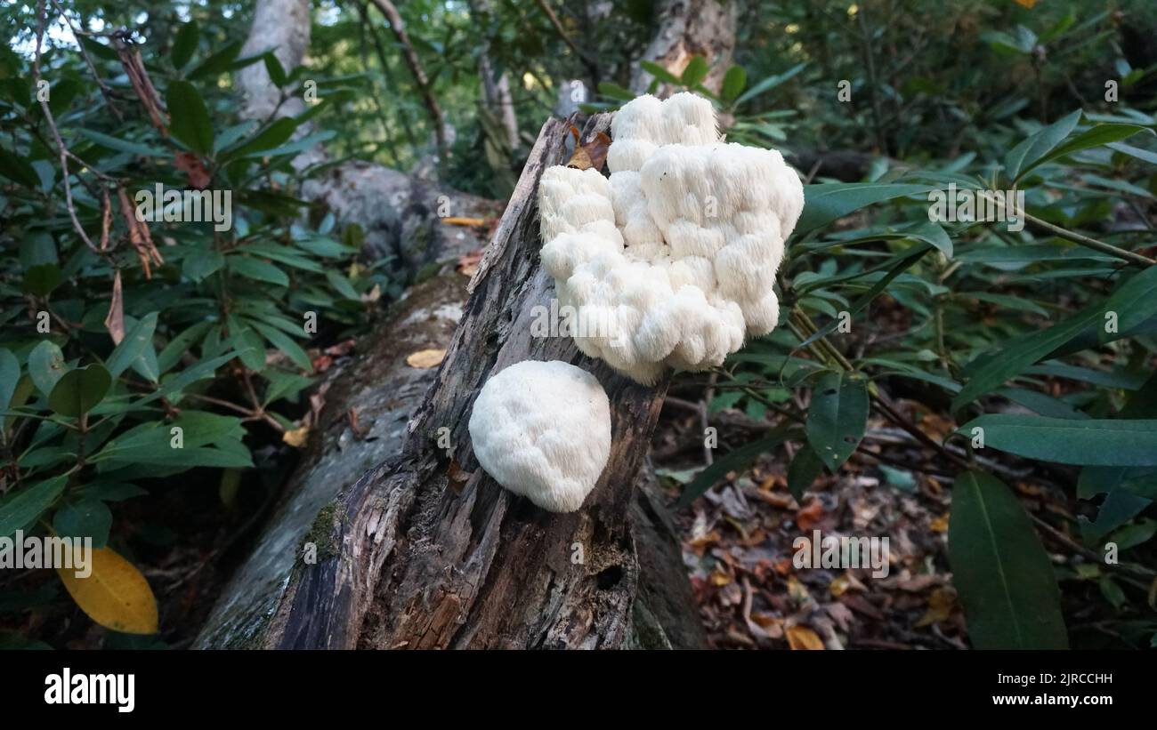 Lion's Mane Mushroom growing on a beech tree. Foraging medicinal mushrooms. Stock Photo