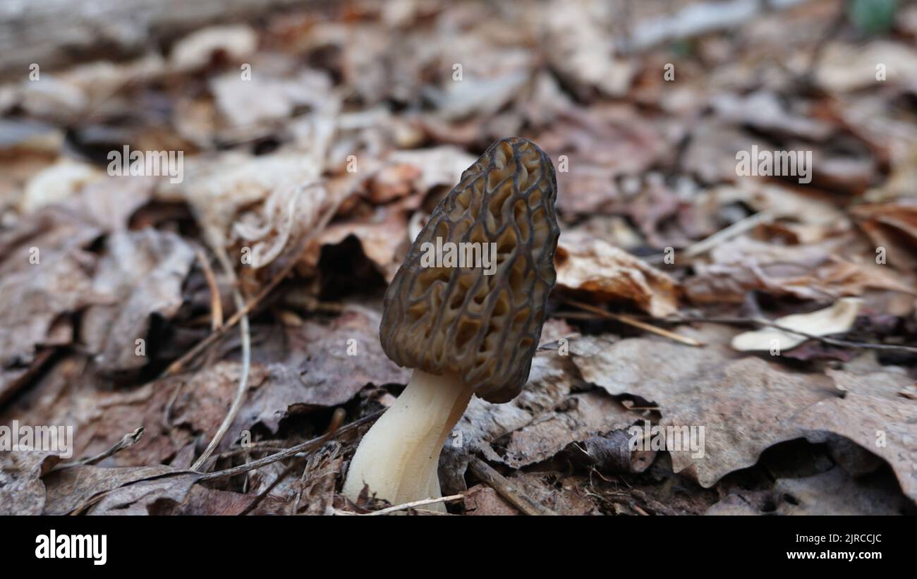 Morel Mushroom growing in the forest Stock Photo Alamy