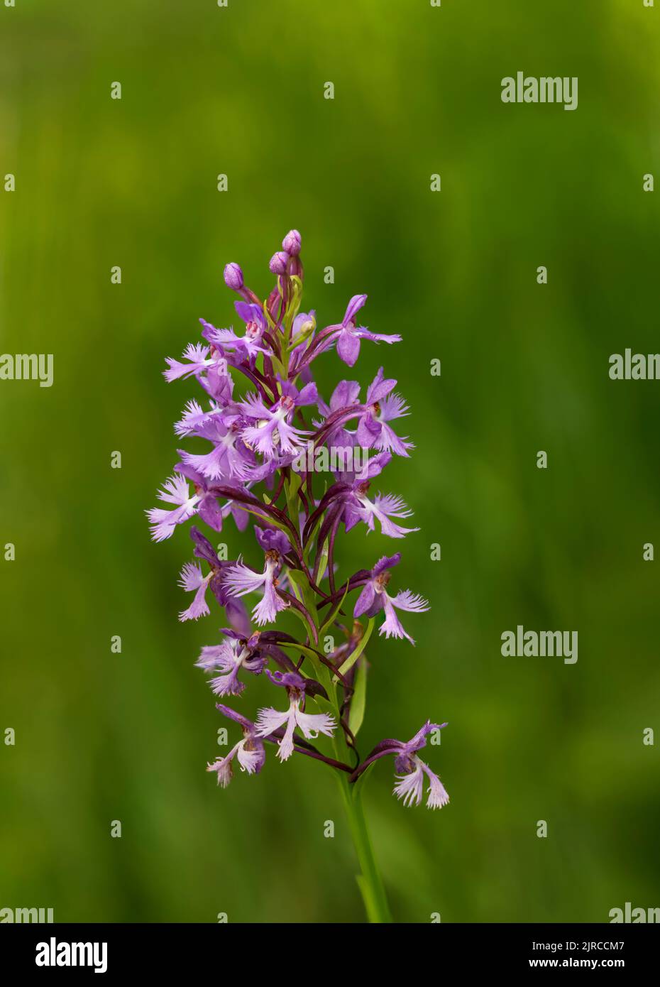 The Small Purple Orchid blooming in a roadside ditch at Buffalo Point, Manitoba, Canada. Stock Photo