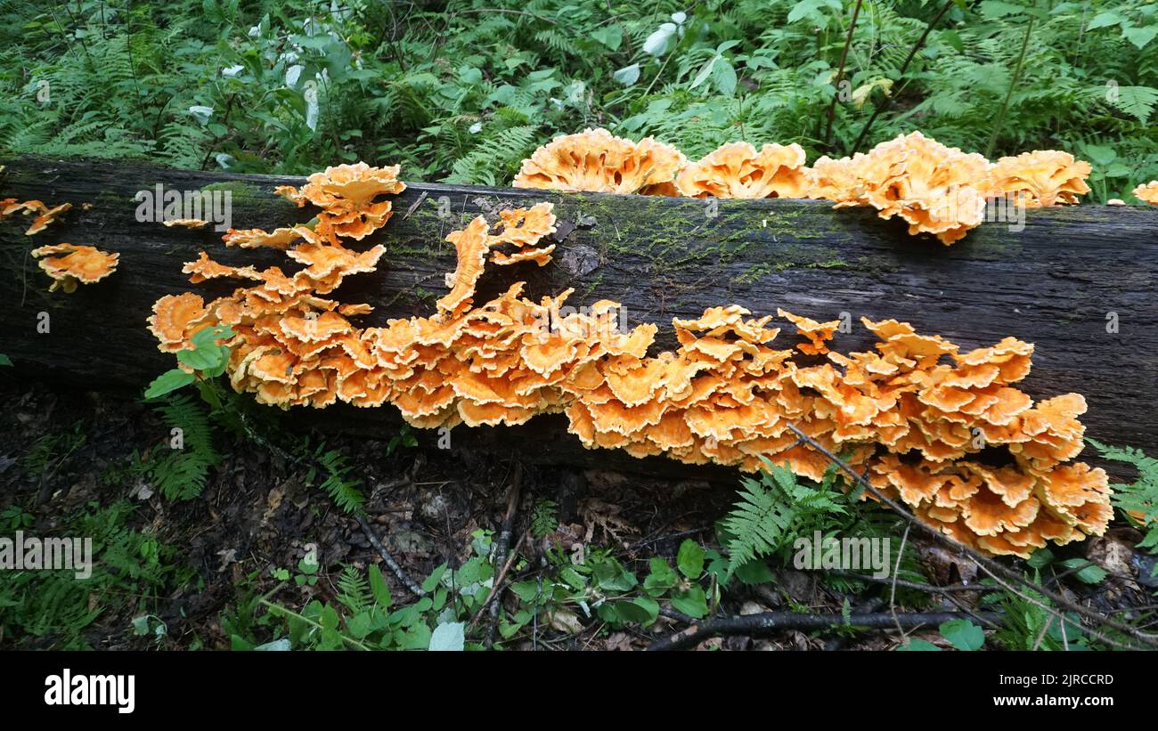 Chicken of the woods mushrooms. Edible fungi growing on tree. Foraging wild food Stock Photo