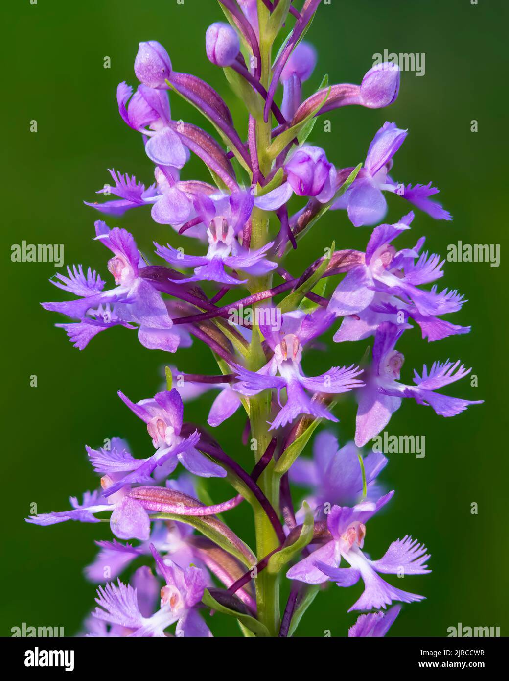 The Small Purple Orchid blooming in a roadside ditch at Buffalo Point, Manitoba, Canada. Stock Photo