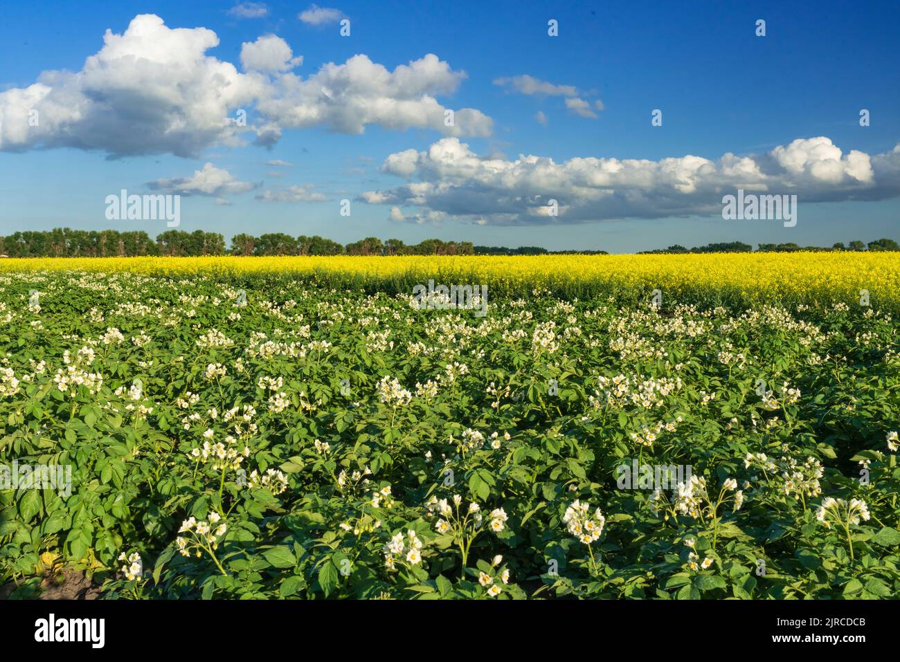 Blooming canola and potato field near Winkler, Manitoba, Canada Stock