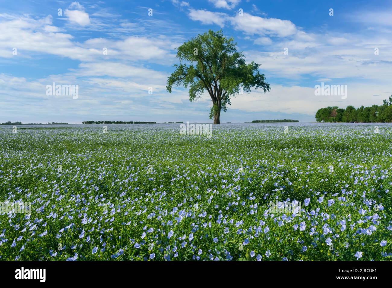 A lone tree and a blooming flax field near Myrtle, Manitoba, Canada. Stock Photo
