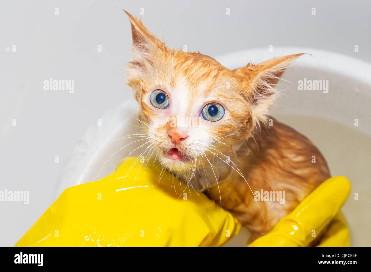Wet funny frightened ginger kitten with bulging eyes takes a bath. A woman in gloves washes a cat. Stock Photo