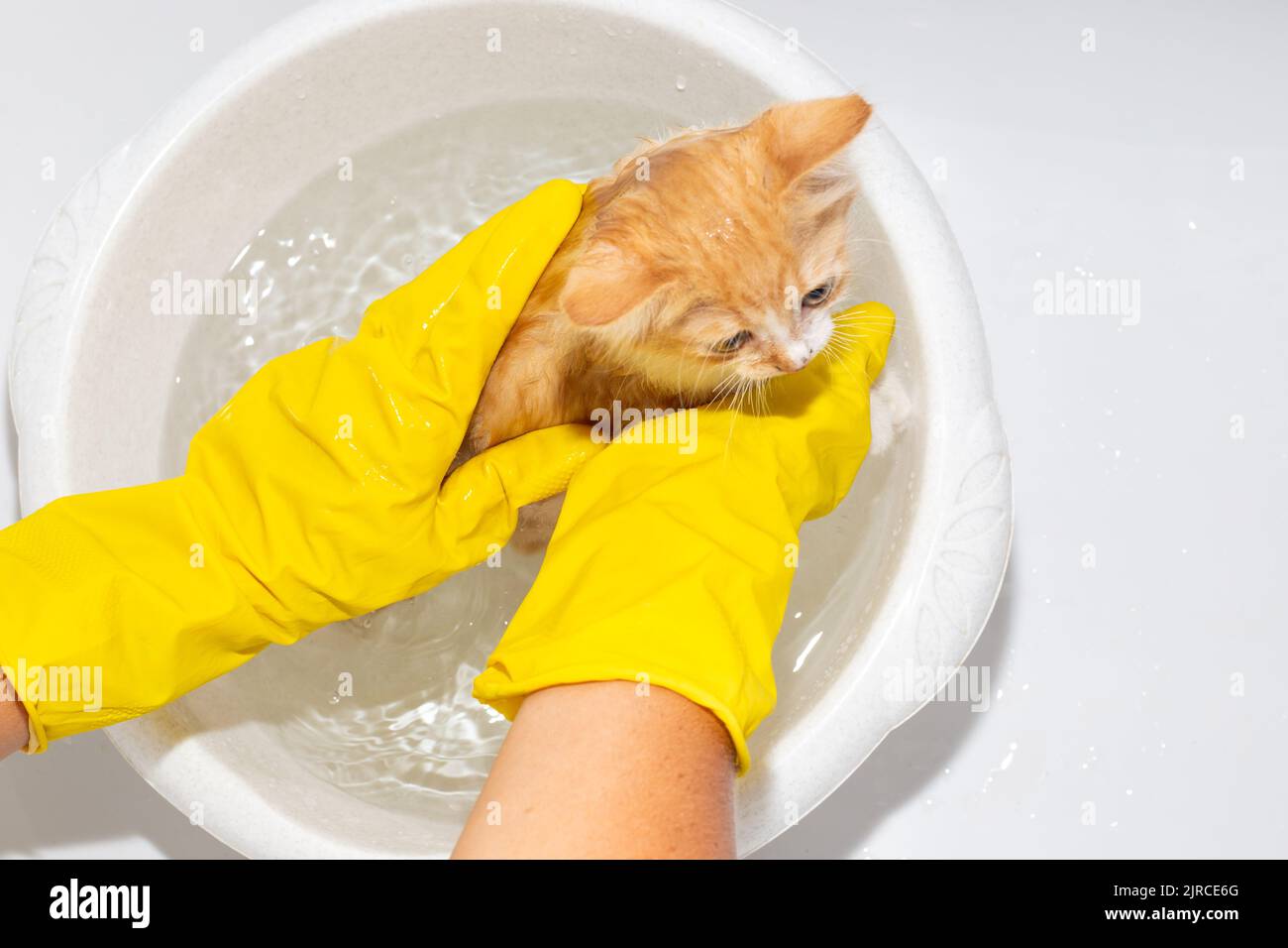 Treatment of a kitten from fleas. A woman in protective gloves washes a