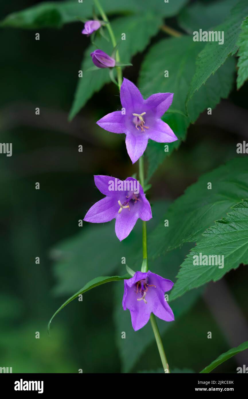 Flowers of the Creeping bellflower blooming in Riding Mountain National Park, Manitoba, canada. Stock Photo
