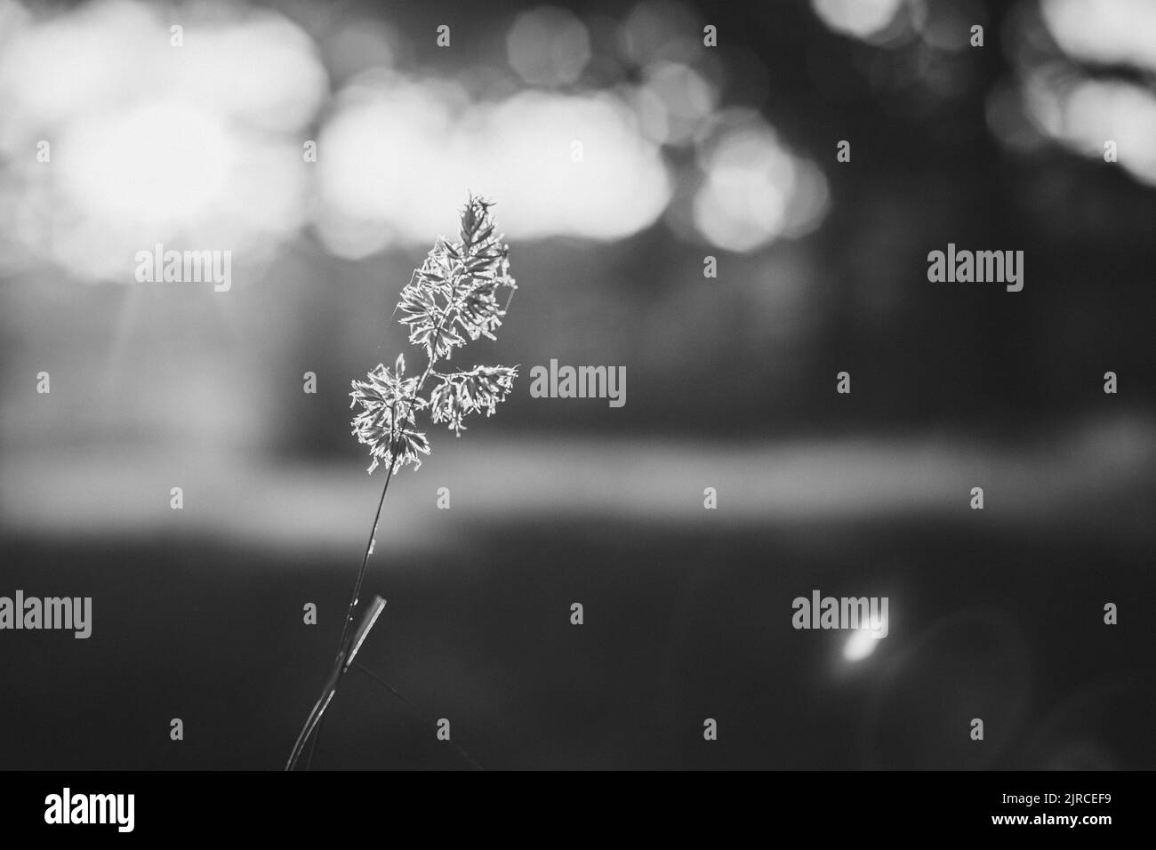 A monochrome and closeup shot of a plant Stock Photo