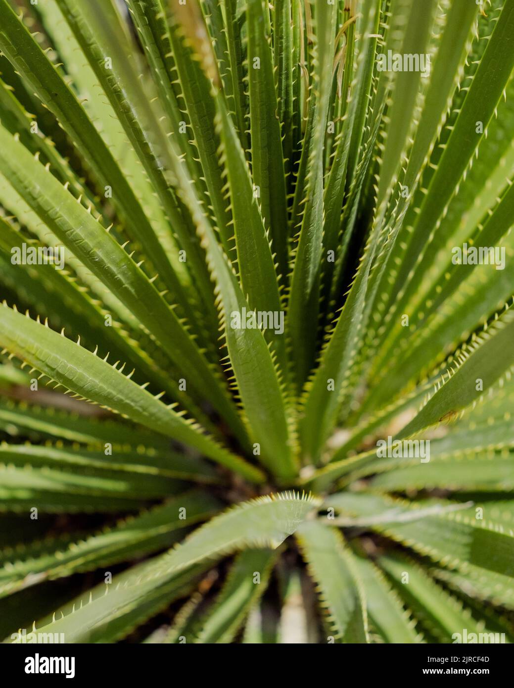 A vertical shot of a dasylirion leiophyllum bush from a top view on a bright summer day Stock Photo