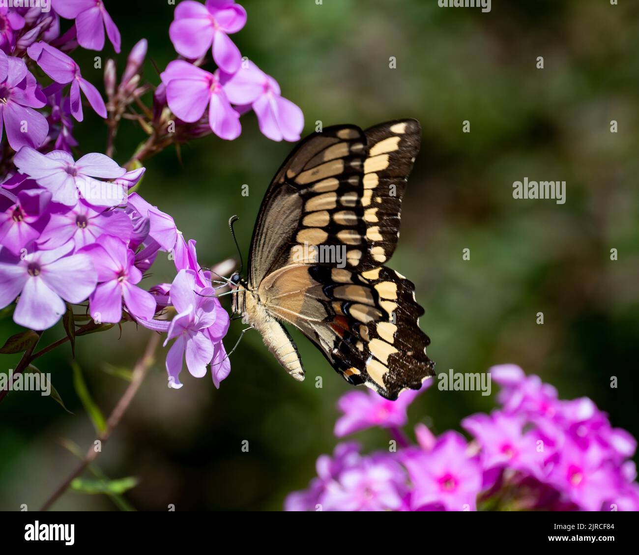 A giant swallowtail butterfly, Papilio cresphontes, pollinating pink phlox flowers in a garden in Speculator, NY USA Stock Photo