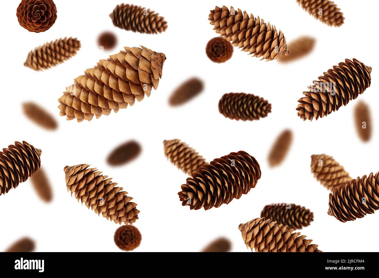 Pine cone isolated on white background, selective focus Stock Photo