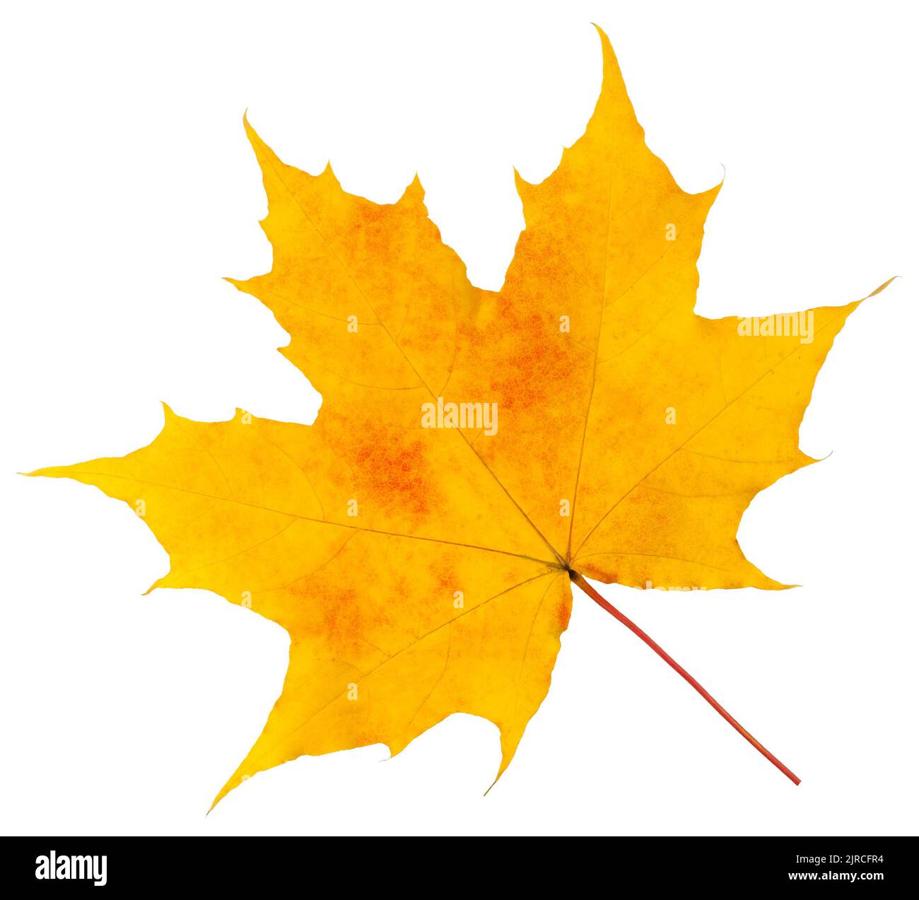 autumn maple leaf isolated on white background, clipping path, full depth of field Stock Photo