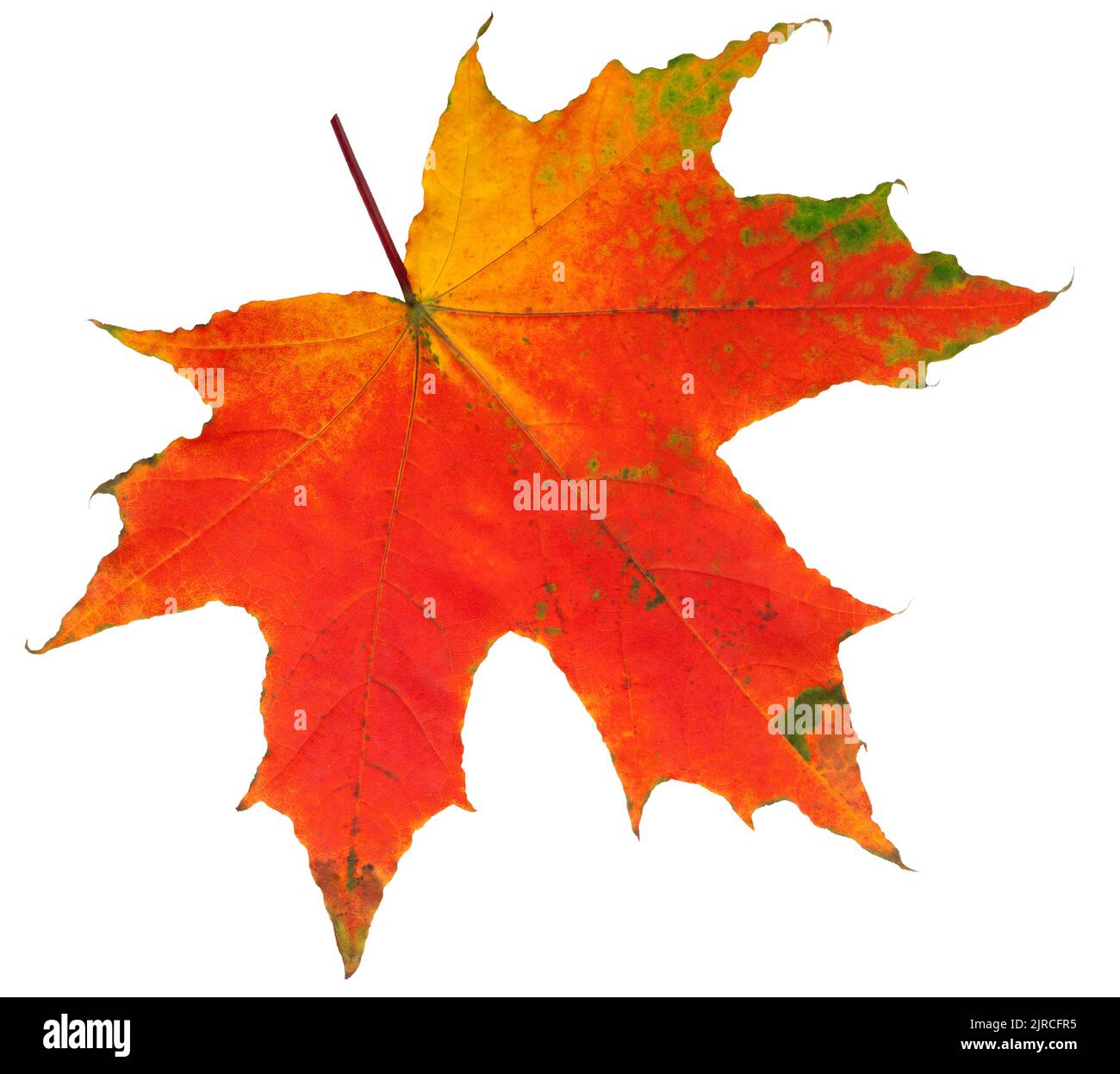 autumn maple leaf isolated on white background, clipping path, full depth of field Stock Photo