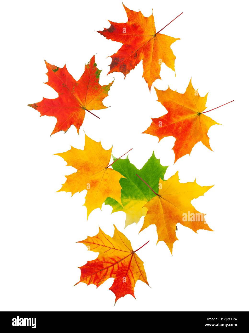 Falling autumn maple leaf isolated on white background, clipping path, full depth of field Stock Photo