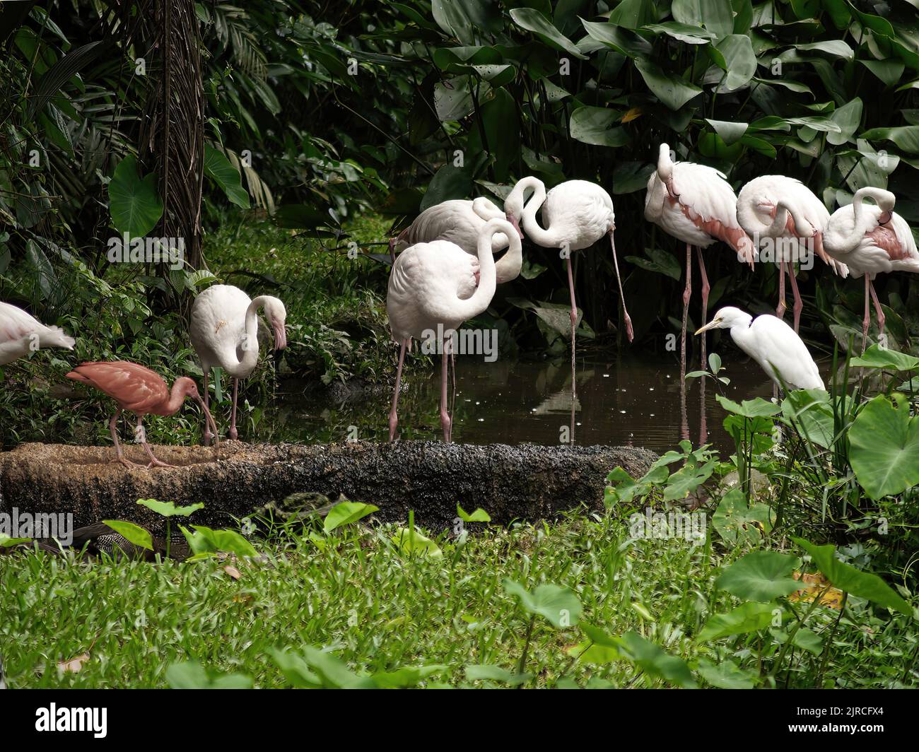 Beautiful pink flamingo at Singapore, Jurong Bird Park Stock Photo Alamy