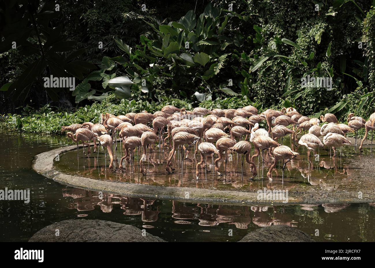 Beautiful pink flamingo at Singapore, Jurong Bird Park Stock Photo Alamy