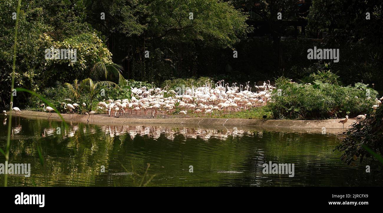 Beautiful pink flamingo at Singapore, Jurong Bird Park, Stock Photo