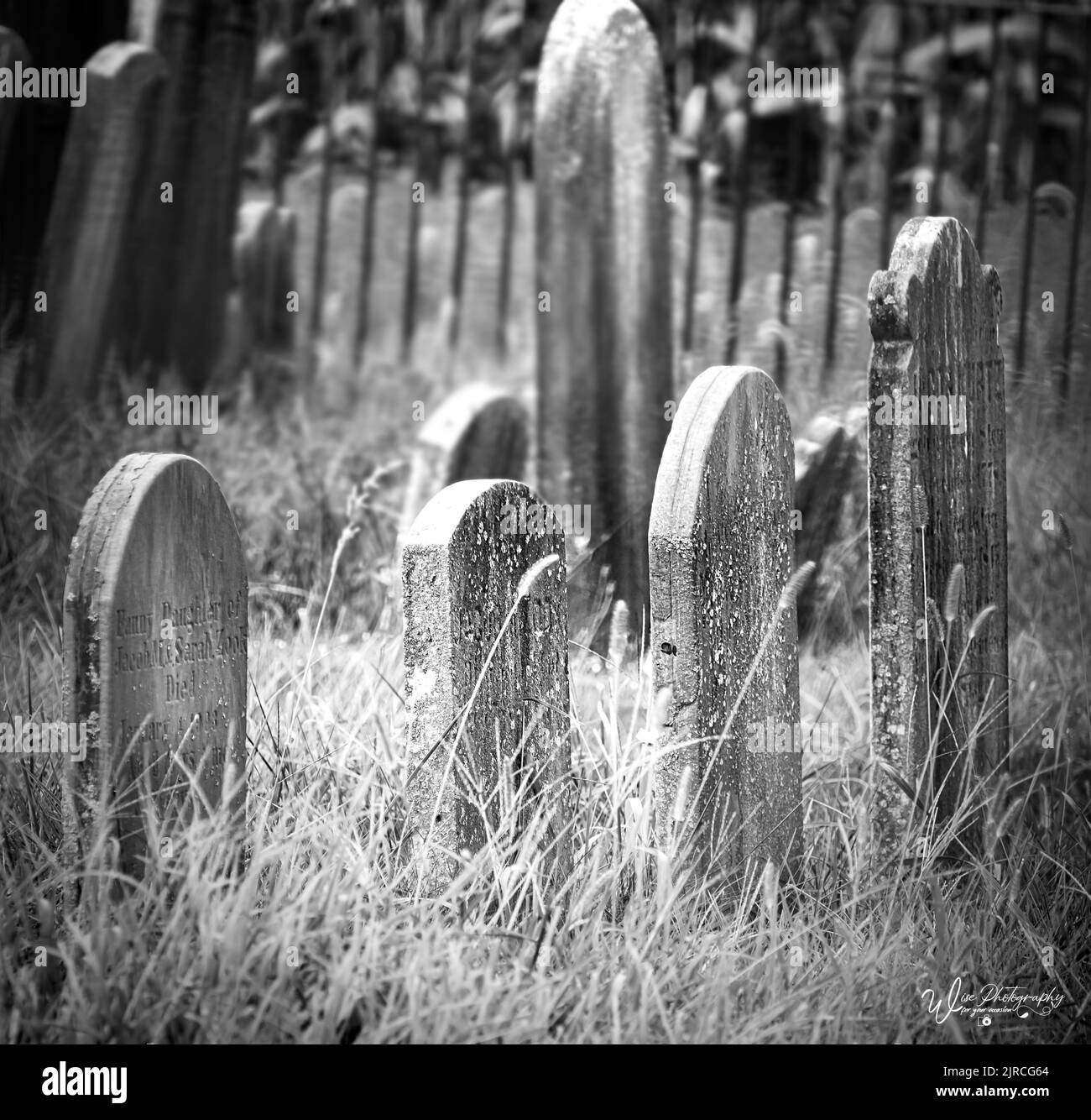 Aging tombstones in an old, lonely, forgotten graveyard with overgrown grass and cast iron fence bars in black and white during spring, summer, fall Stock Photo