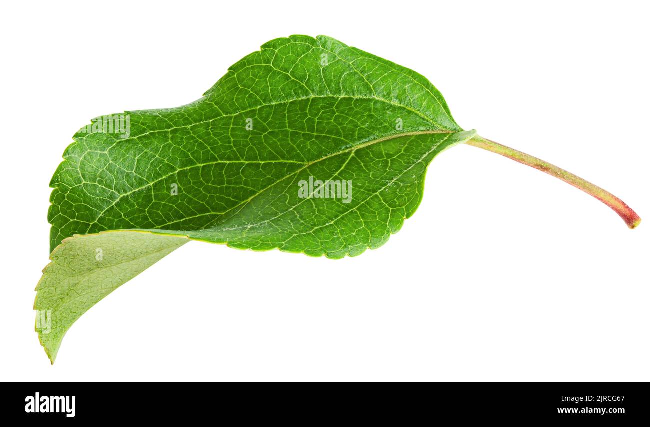 apple leaf, isolated on white background, clipping path, full depth of ...