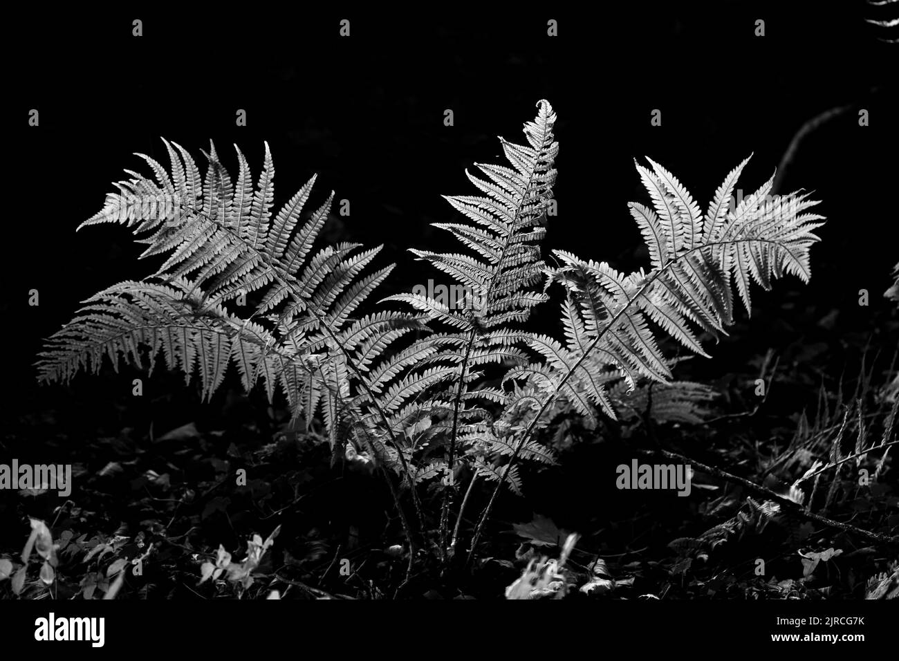 Silver green leaves Black and White Stock Photos & Images - Alamy
