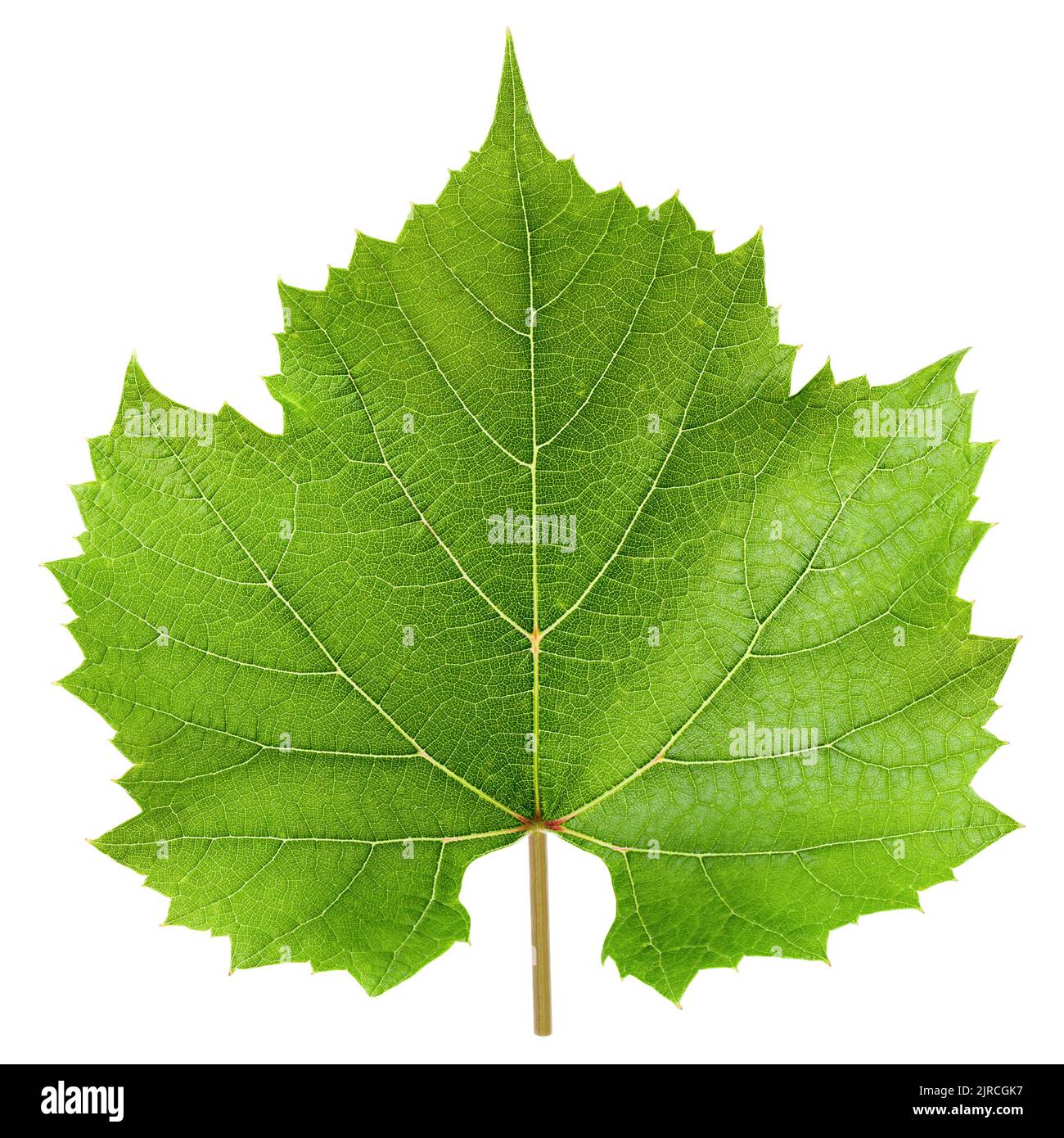 Grape leaf, isolated on white background, clipping path, full depth of field Stock Photo