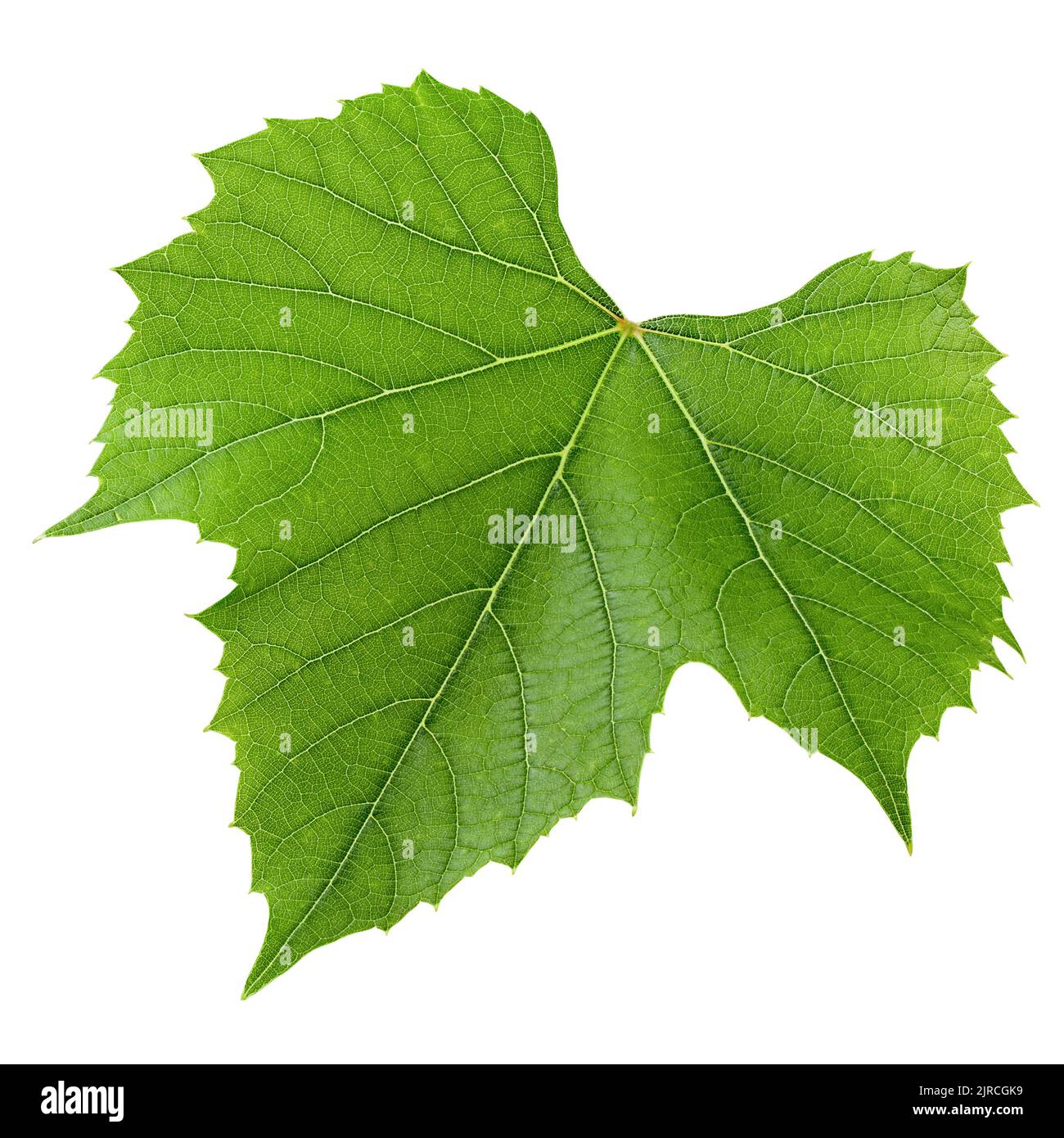 Grape leaf, isolated on white background, clipping path, full depth of field Stock Photo