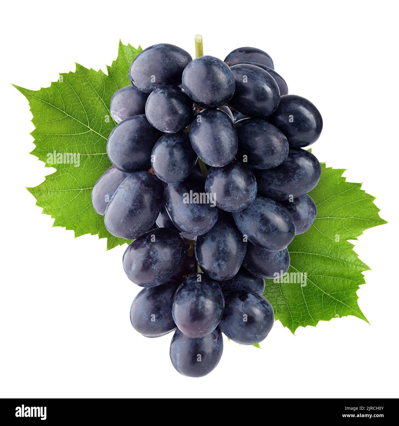 Purple Grape