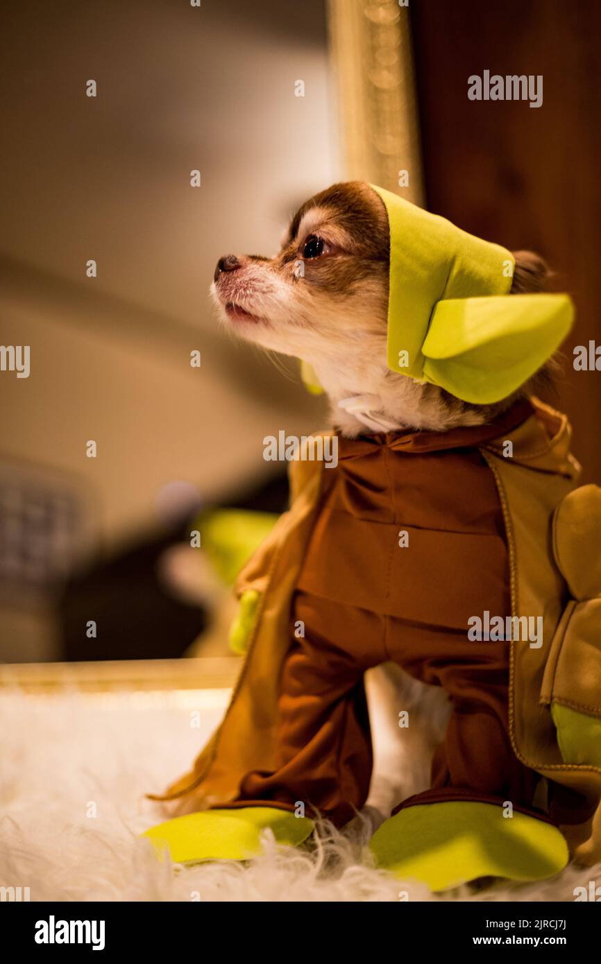 Dog in star wars costume hi-res stock photography and images - Alamy