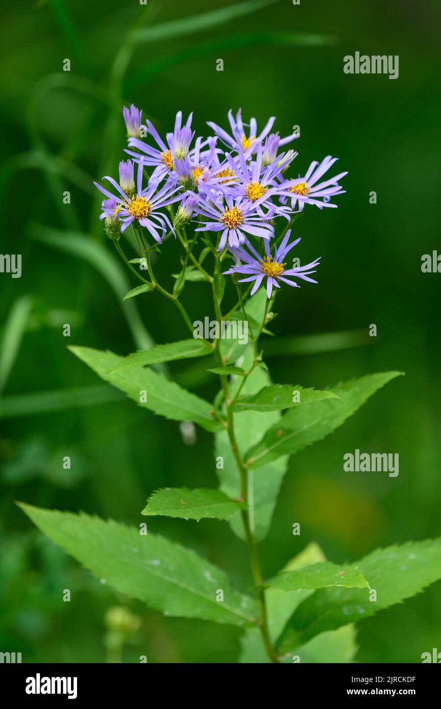 Canadian wildlifwers hires stock photography and images Alamy