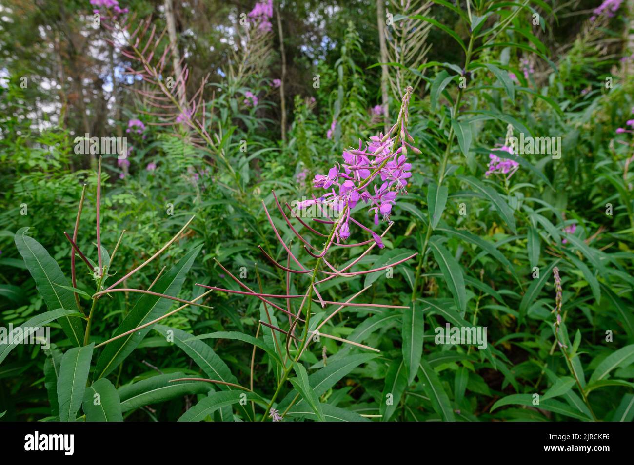 Boreal forest canada hires stock photography and images Alamy