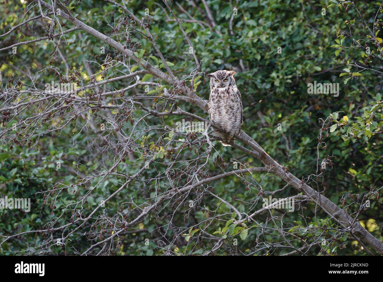 Great horned owl (Bubo virginianus) in the boreal forest, Elk Island