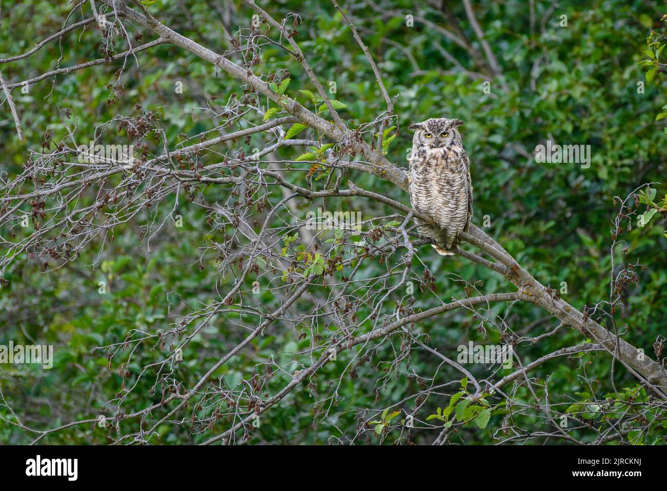 Great horned owl (Bubo virginianus) in the boreal forest, Elk Island