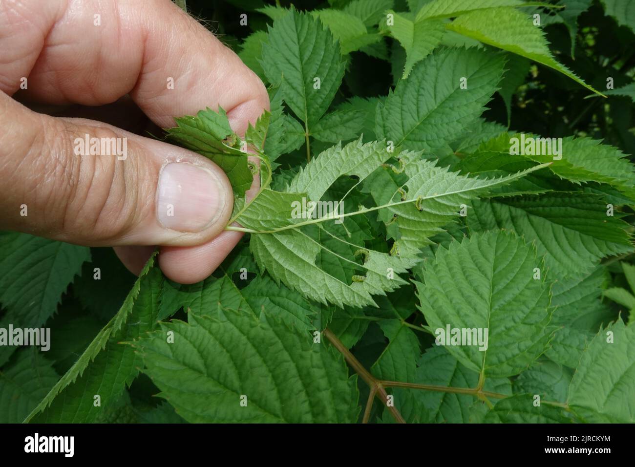 Blattwespen-Larven (Tenthredinidae) fressen die Blätter eines Wald-Geissbart (Aruncus dioicus) Stock Photo