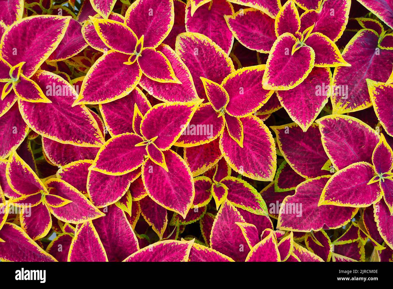 Coleus foliage as bright colorful natural background. Beautiful coleus plant leaves texture. Close-up. Stock Photo