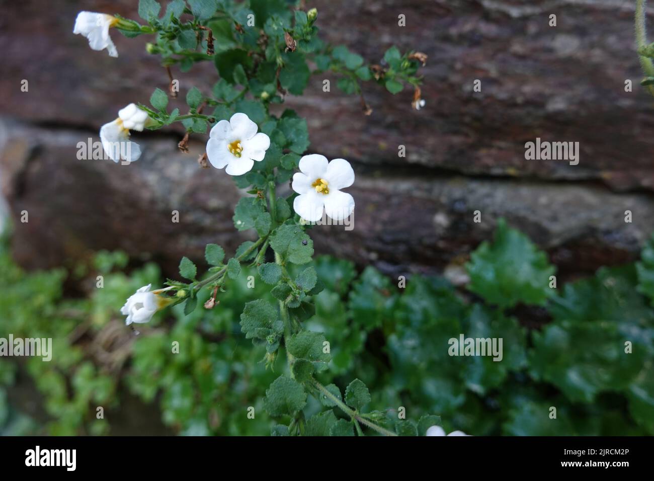 südafrikanische Herzblättrige Schneeflockenblume, auch Schneeflockenblume, (Chaenostoma cordatum, Syn. Manulea cordata, Sutera cordata) Stock Photo