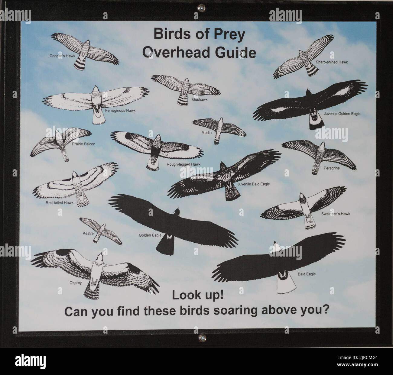 Birds of Prey Overhead Guide Stock Photo Alamy