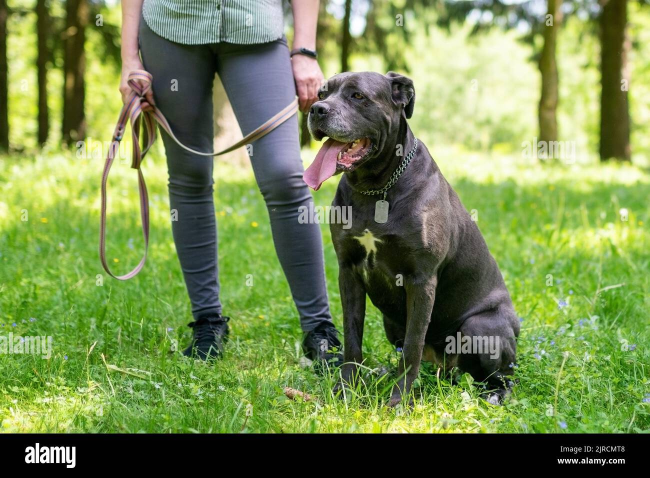 Cane corso puppy walk hi-res stock photography and images - Page 2 - Alamy