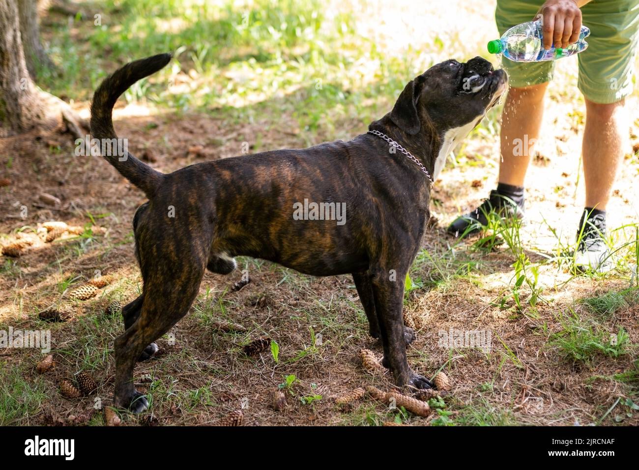 Boxer Sneakers - Brindle Boxer Sneakers - Brindle