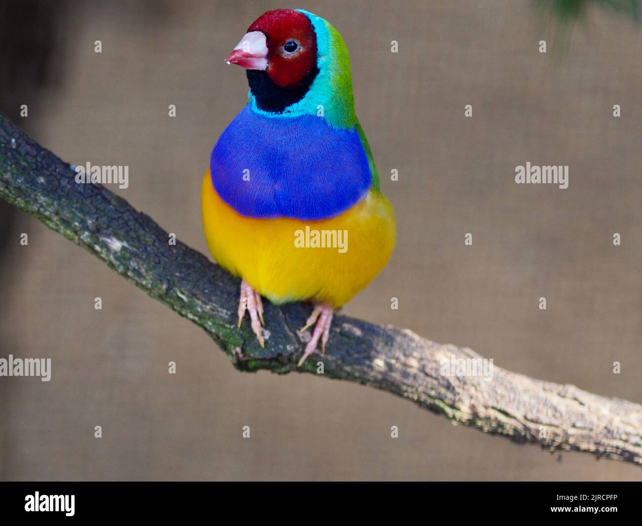 A closeup portrait of a eye-catching splendid male Gouldian Finch with dazzling multicolored plumage. Stock Photo
