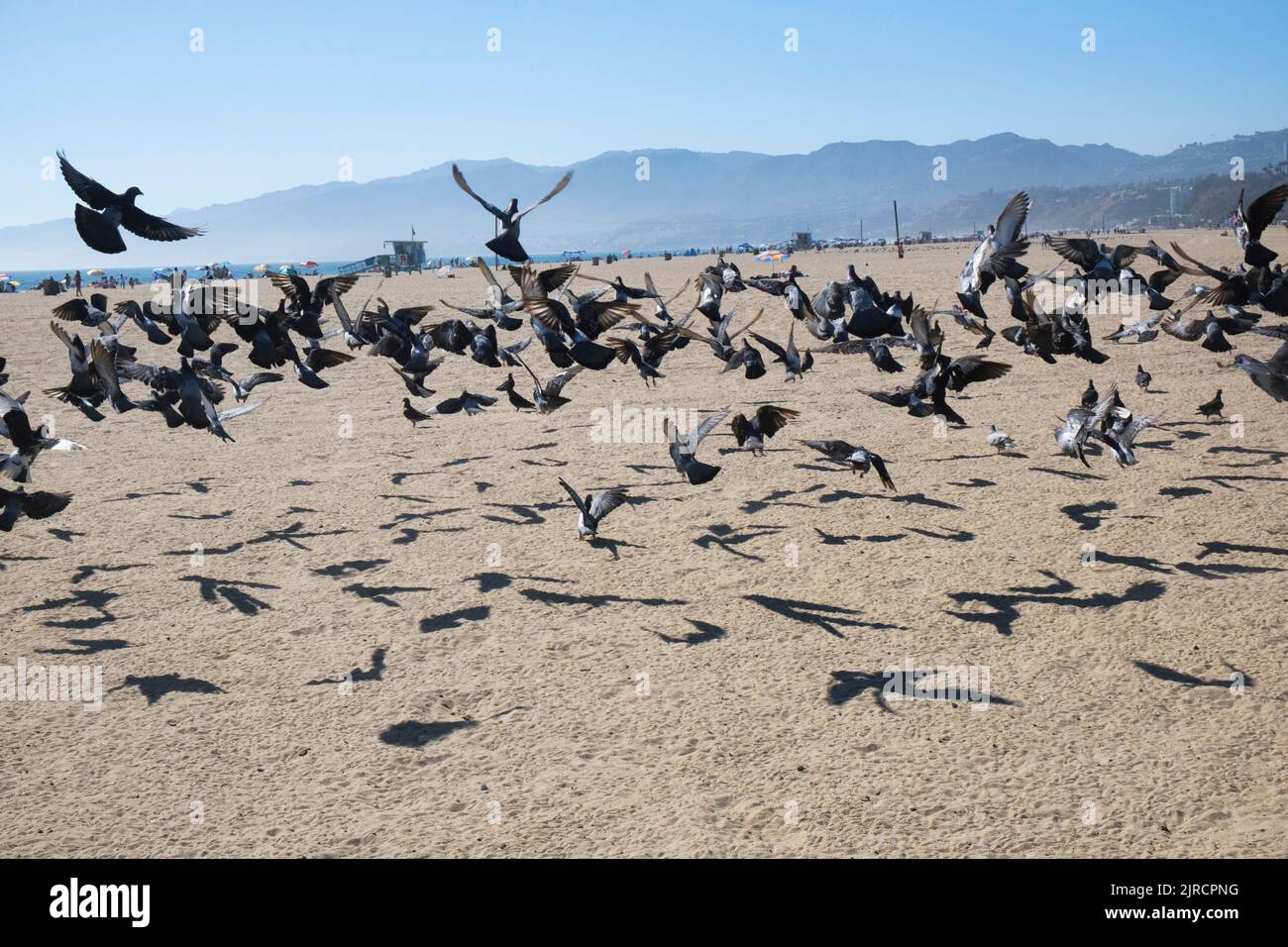 Pigeons on the beach, Santa Monica, Los Angeles, California, United States of America Stock Photo