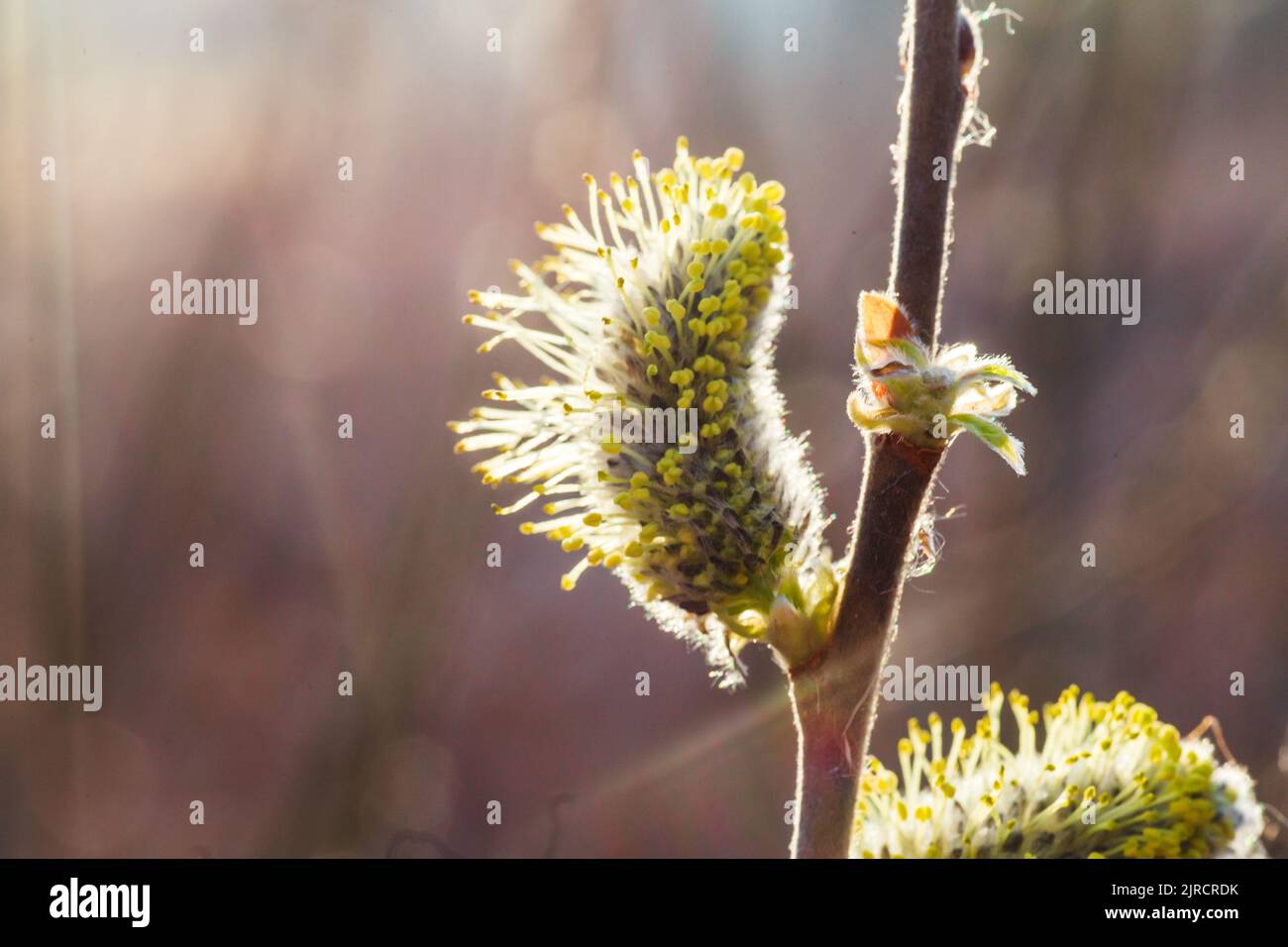 Not fluffy blooming inflorescences catkins holly willow in early spring before the leaves. Honey plants Ukraine. Collect pollen from flowers. Stock Photo