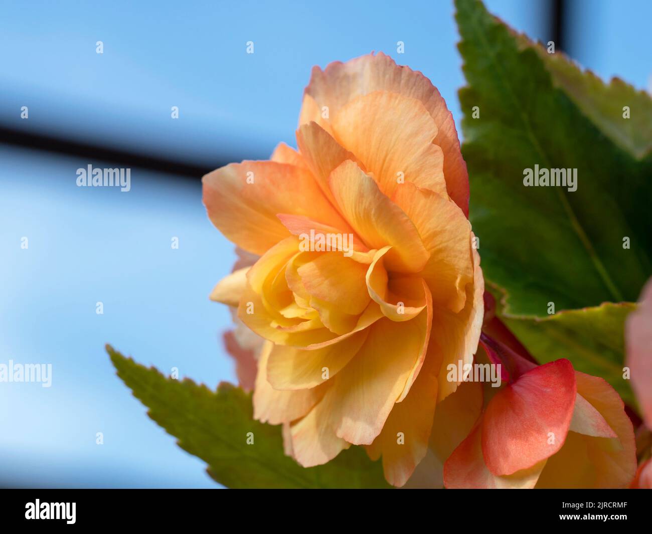 Pretty peach Begonia flowering in a glasshouse Stock Photo