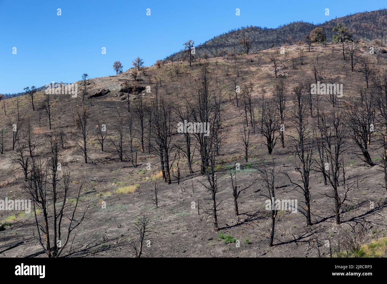 Burnt Trees on the side of a Mountain along the Road. Summer Season. Stock Photo