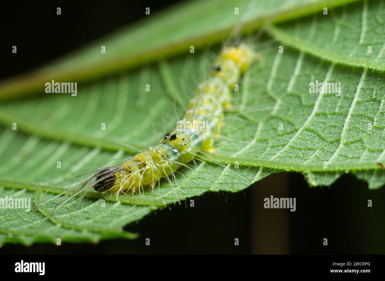 A macro shot of a caterpillar crawling on a green leaf Stock Photo - Alamy