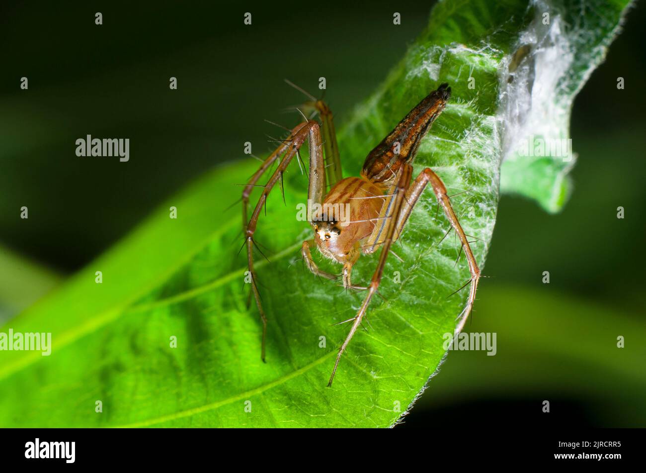 Salticus spider hi-res stock photography and images - Alamy