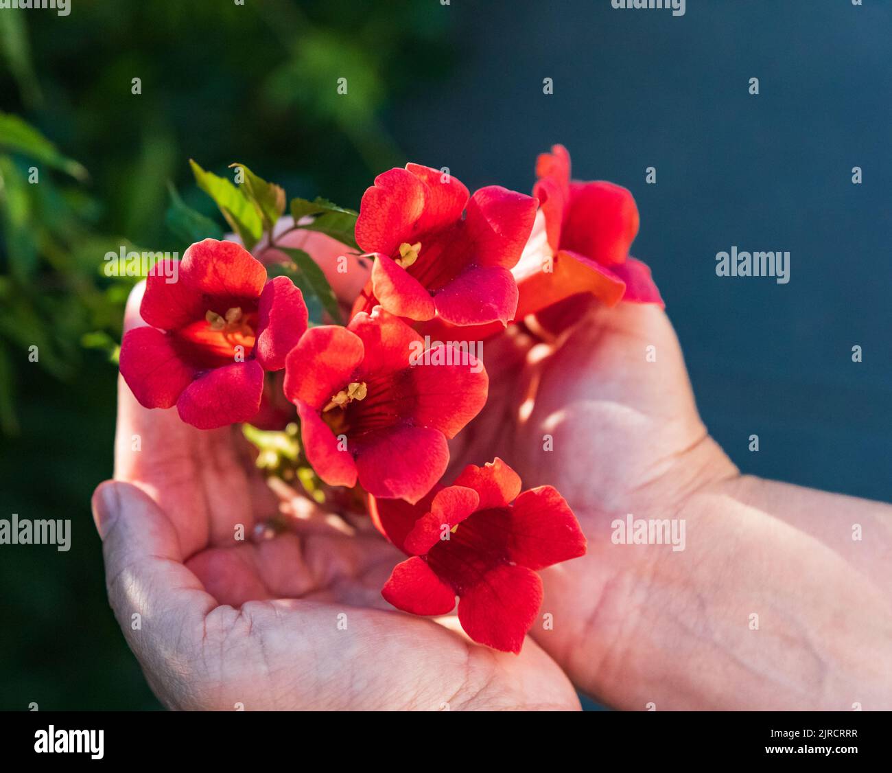 Flowers in hands. Orange trumpet creeper or trumpet vine in woman hand. Campsis radicans or trumpet creeper, also known in North America as cow itch v Stock Photo