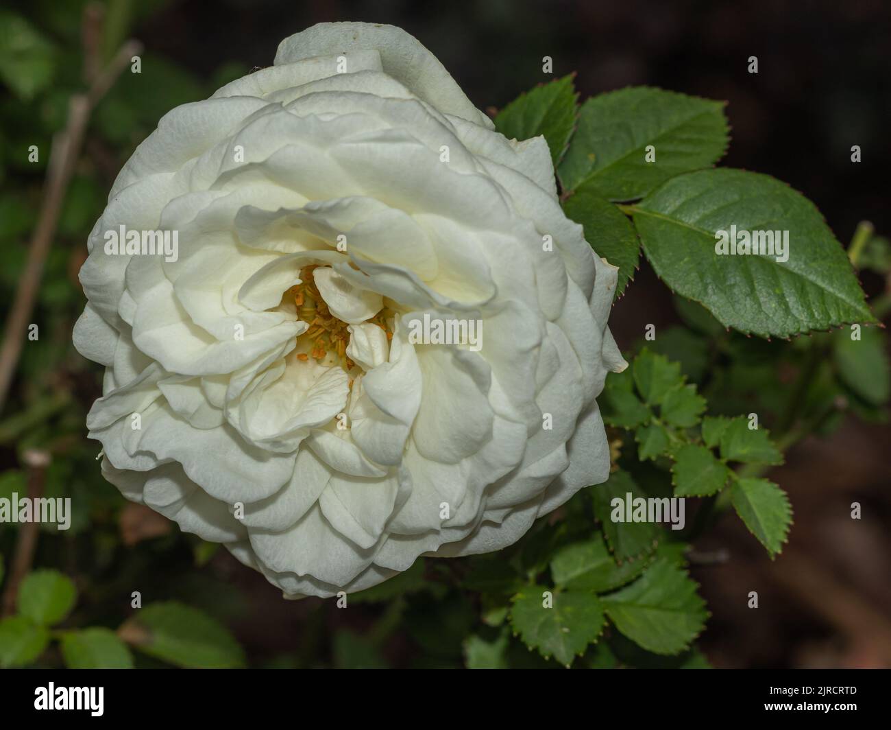 close-up of a white rose in the garden with natural green leaves background Stock Photo